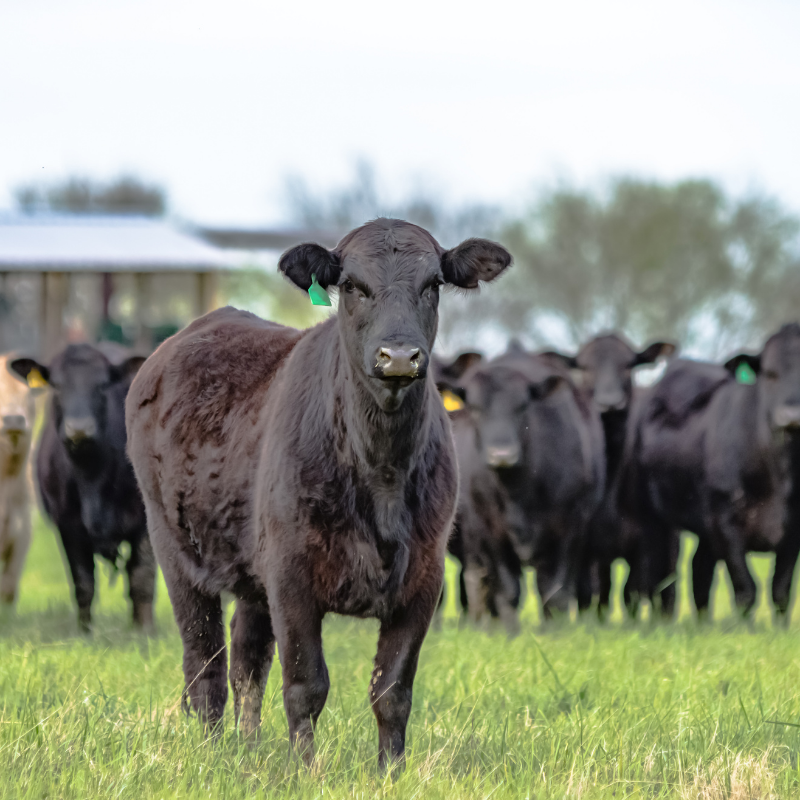 A herd of black Angus cattle on an American ranch
