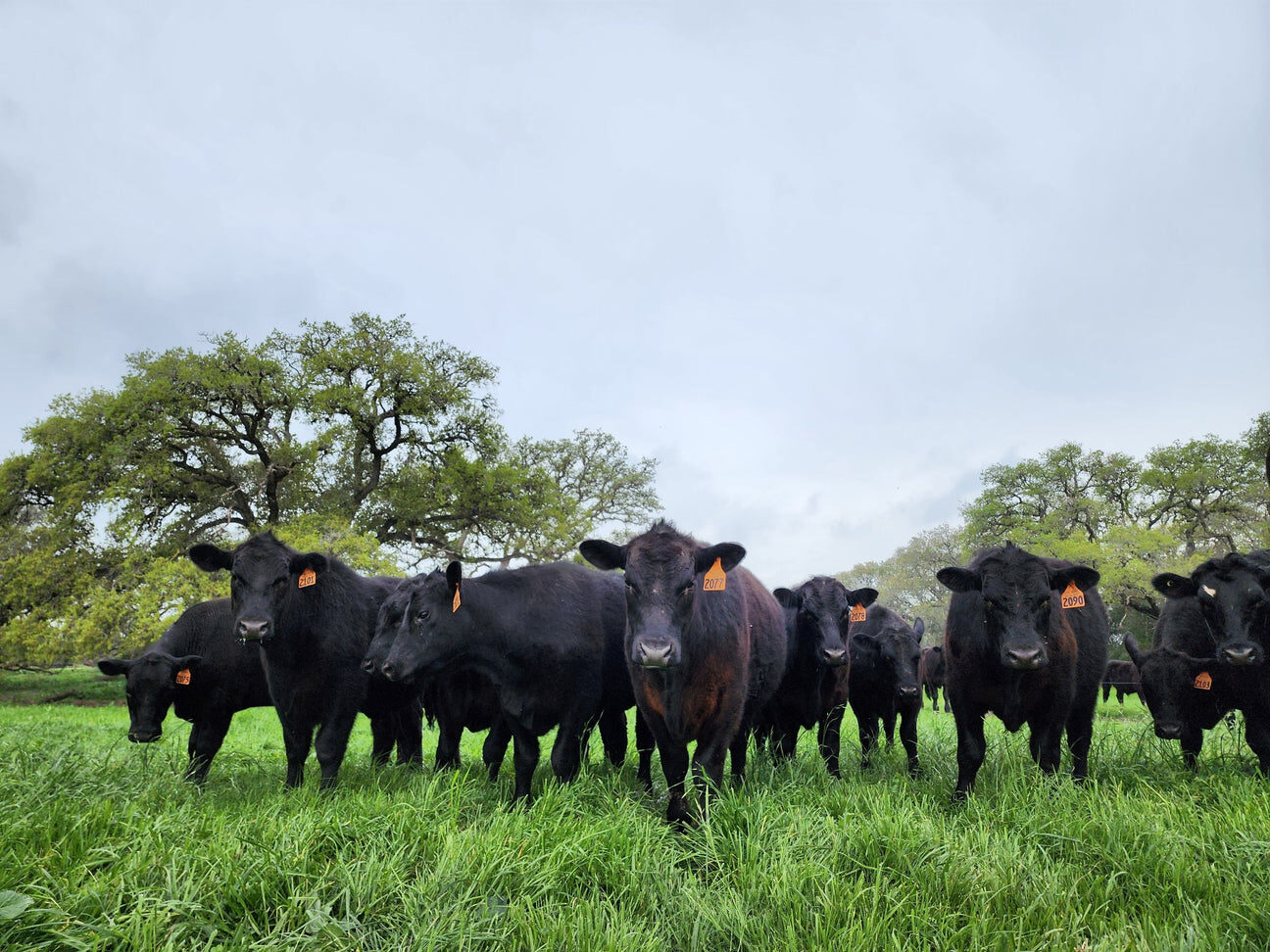 Cattle on pasture at 1915 Farm