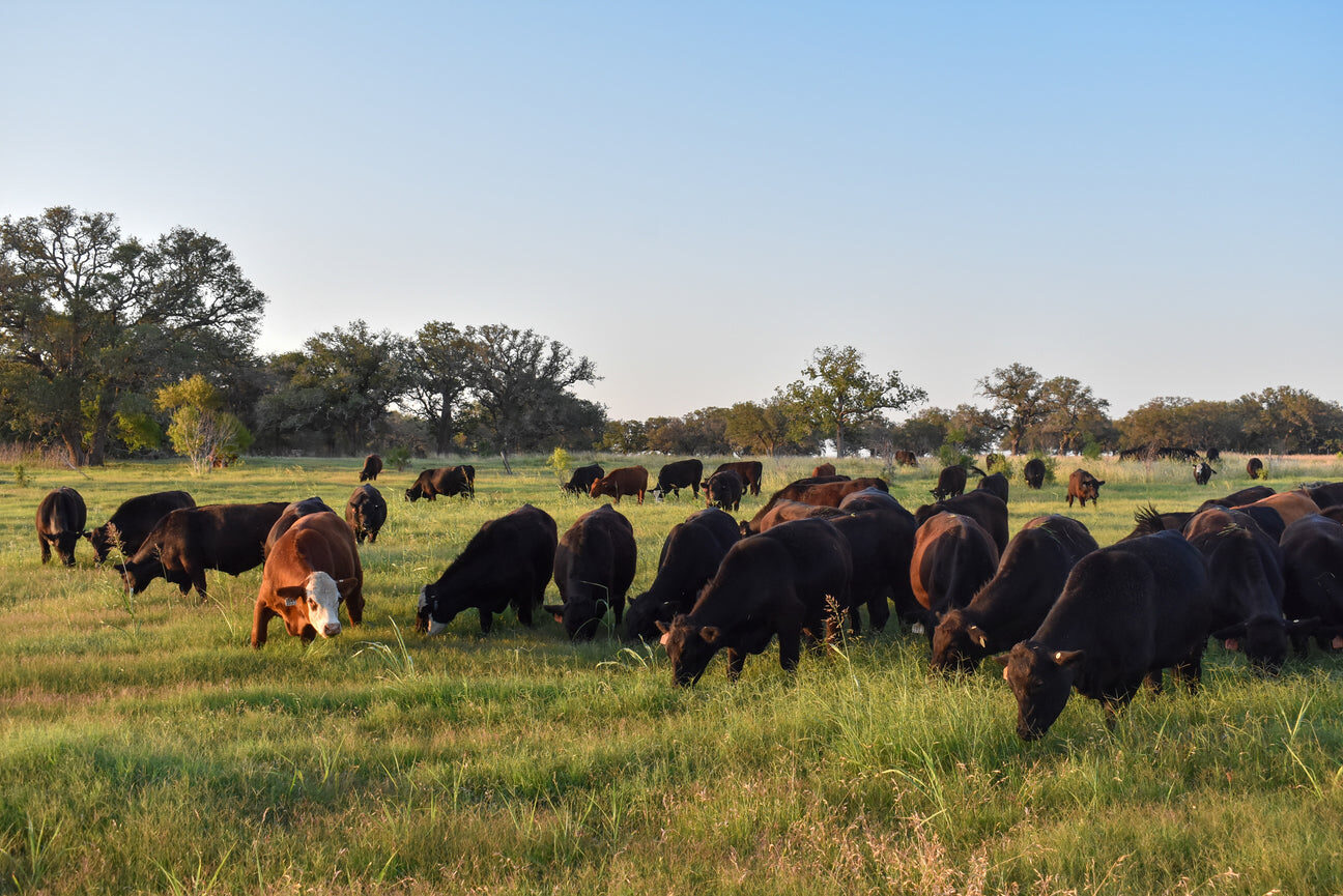 The herd under the summer oaks