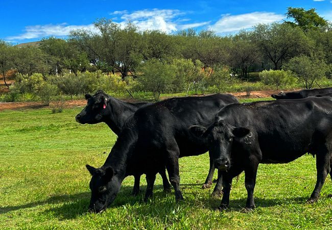 Cattle grazing native Arizona grass