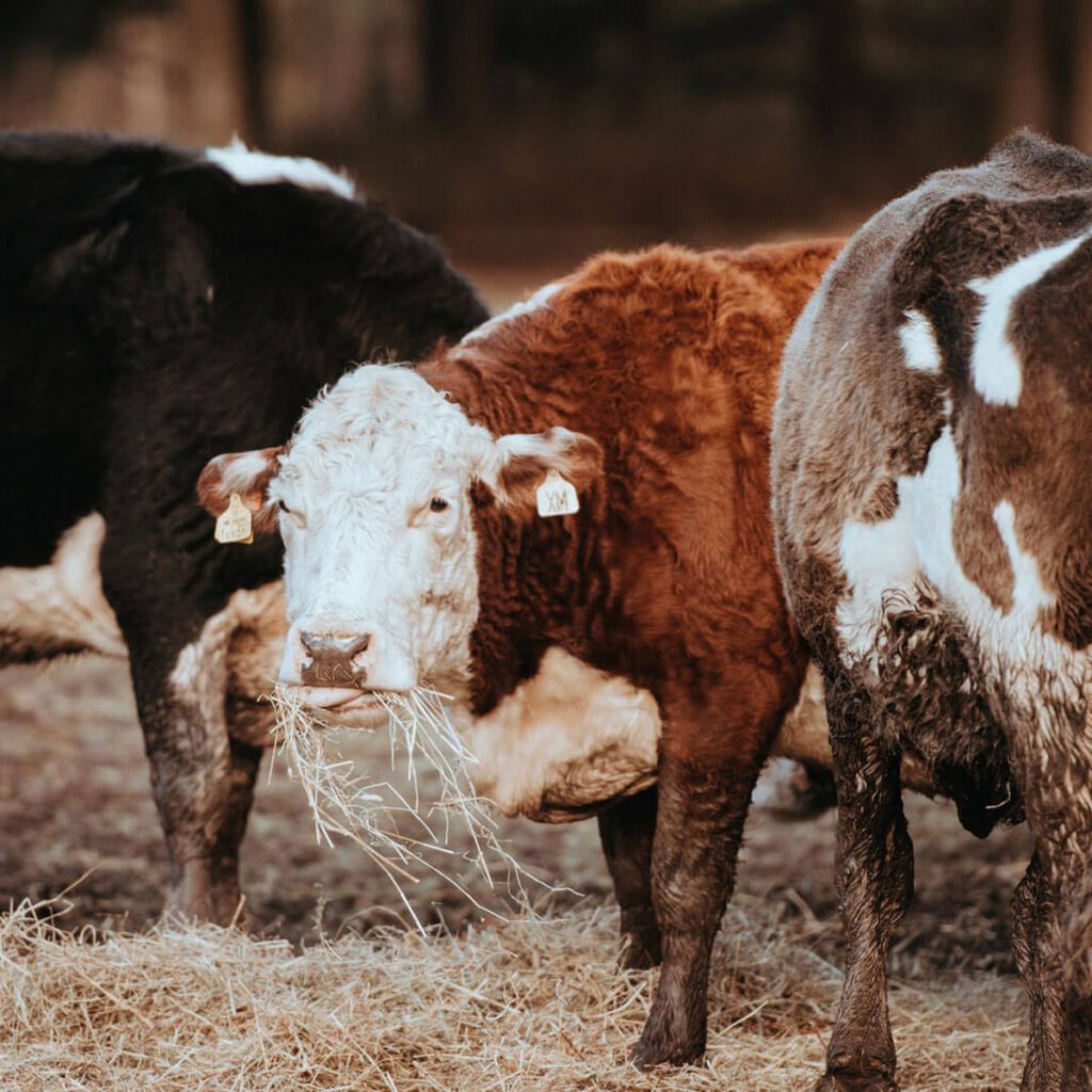 The herd on open range