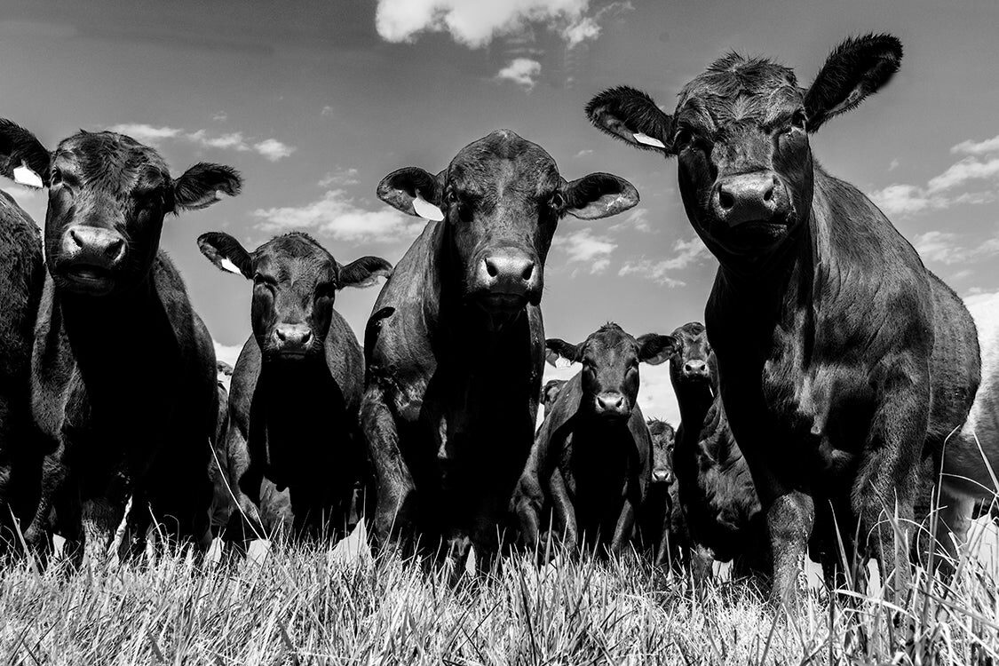 The Callison herd