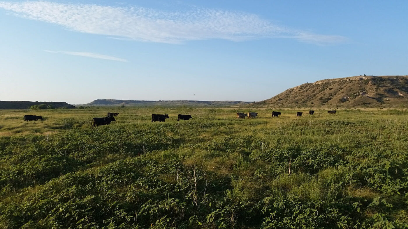 Cattle on the Forrest Ranch