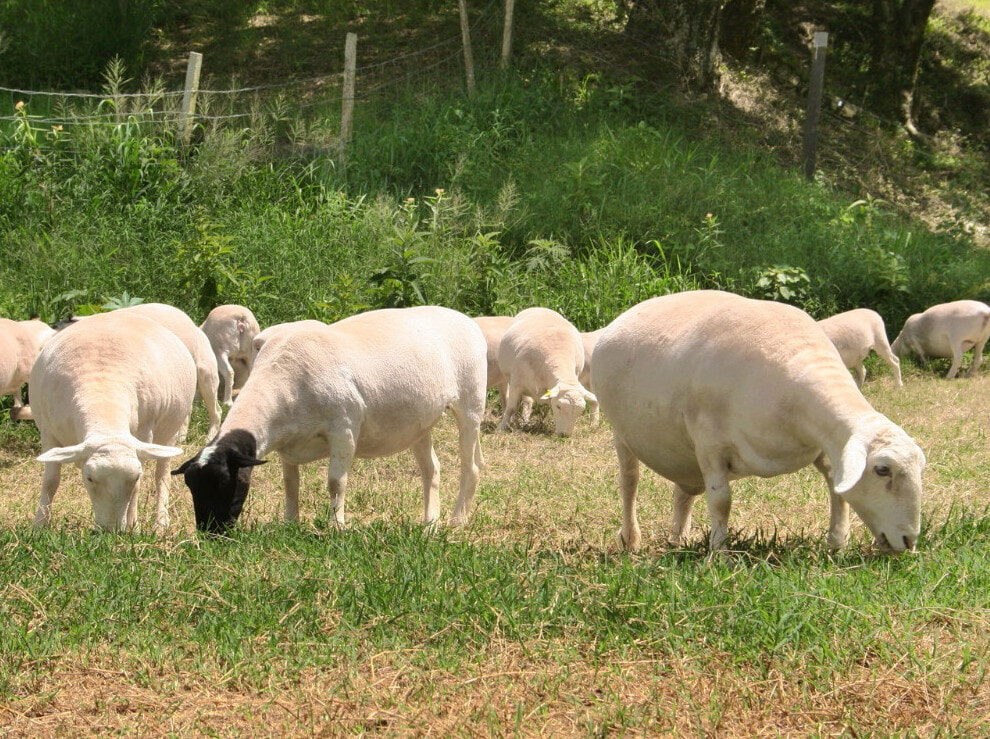 Sheep grazing the same ground