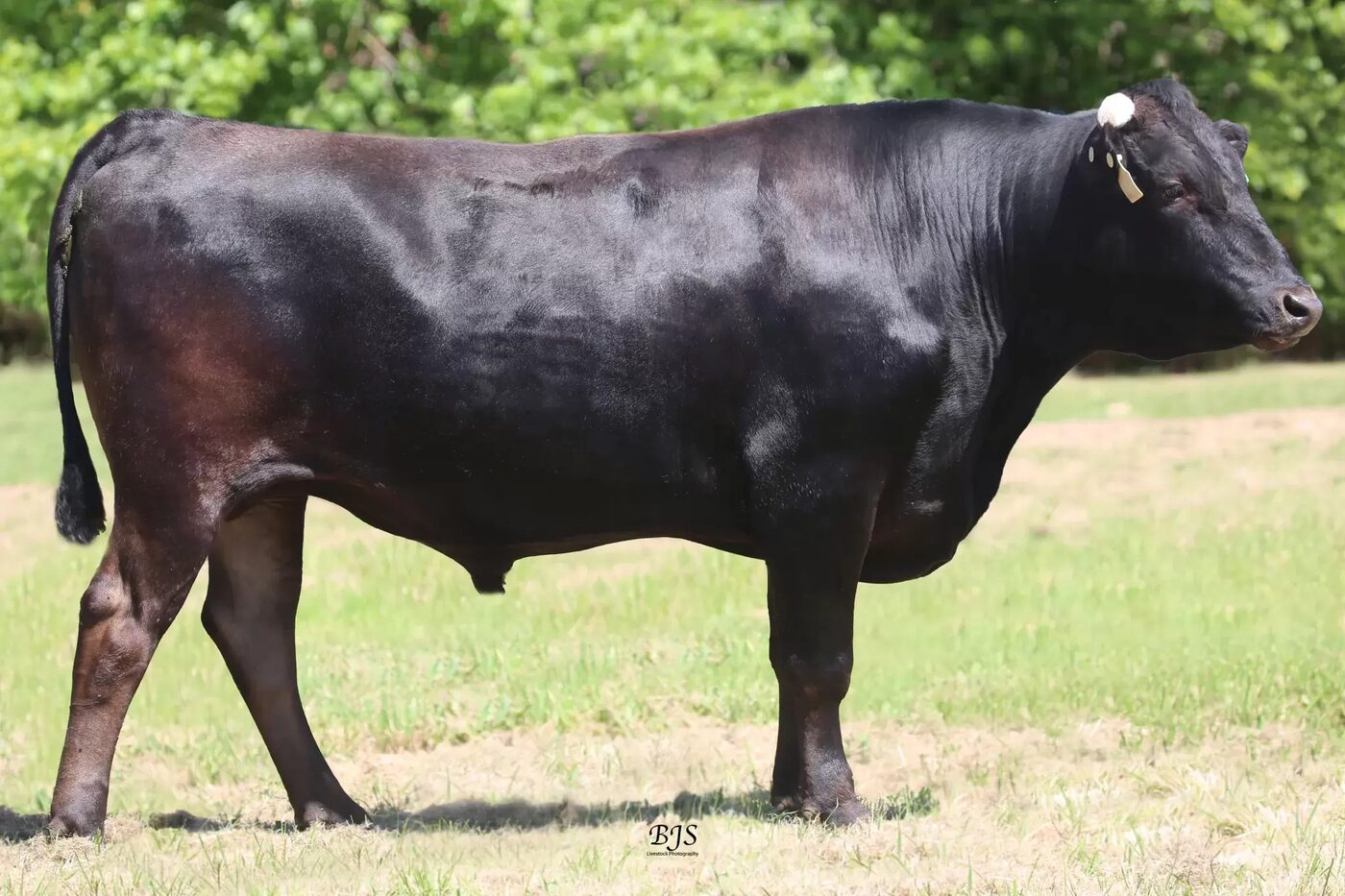 Angus bull on grass