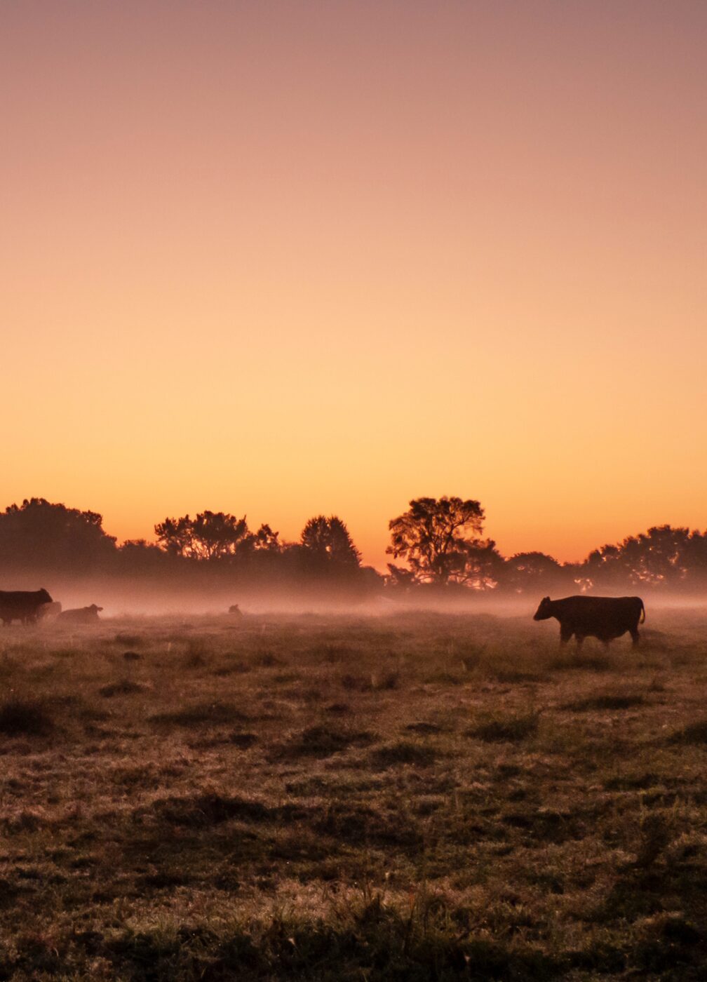 Evening on the pasture