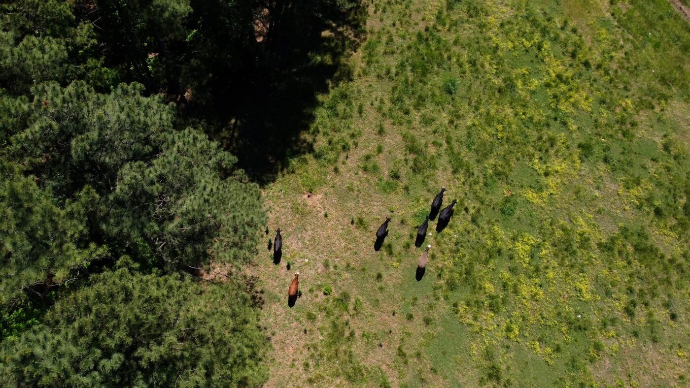 Cattle rotated through pasture