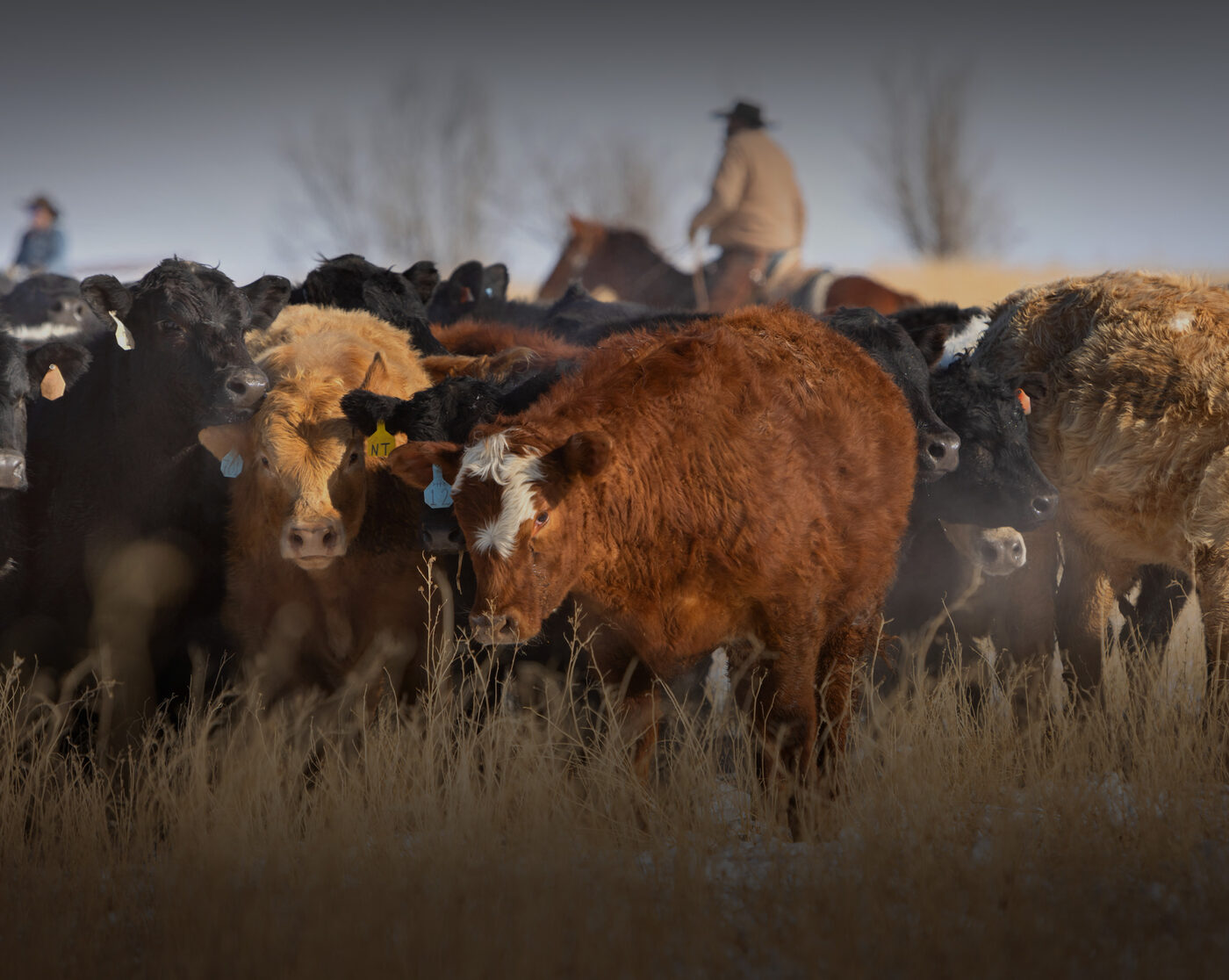 The herd on open range