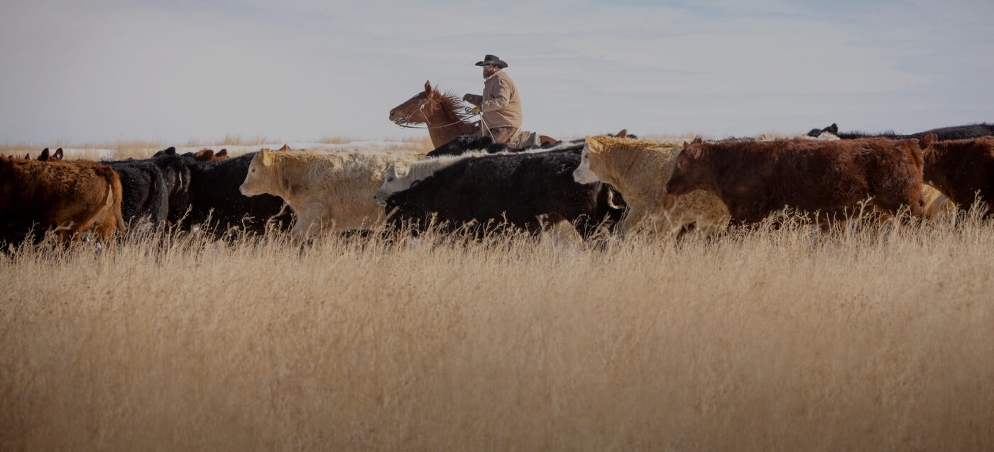 Moving cattle through winter grass