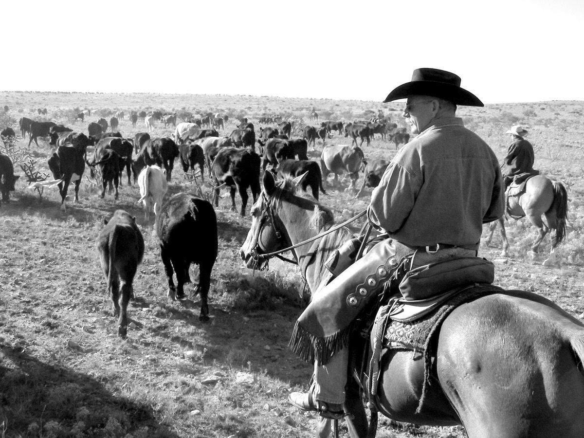 A rancher on horseback driving his cattle across open range